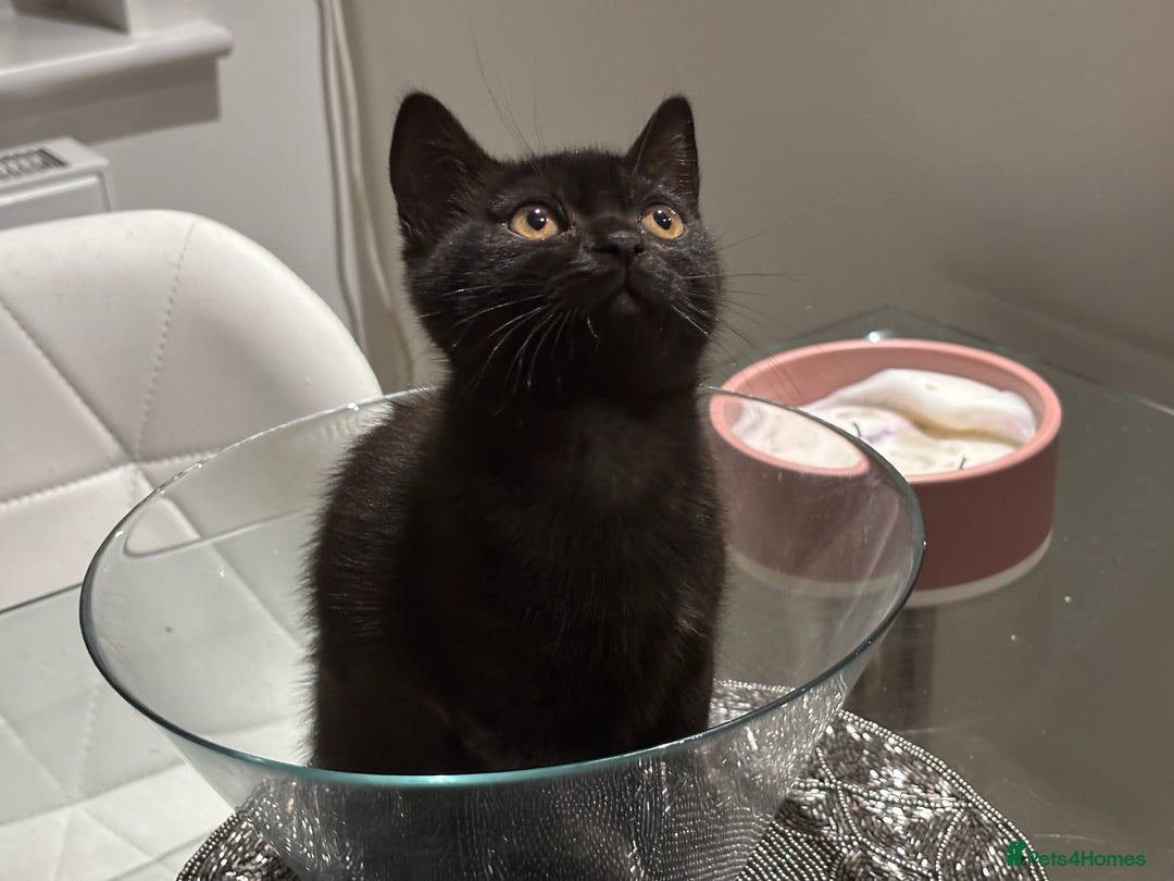 British Shorthair cats for sale: Full BSH kittens ready to leave now, 14 weeks old - Image 3