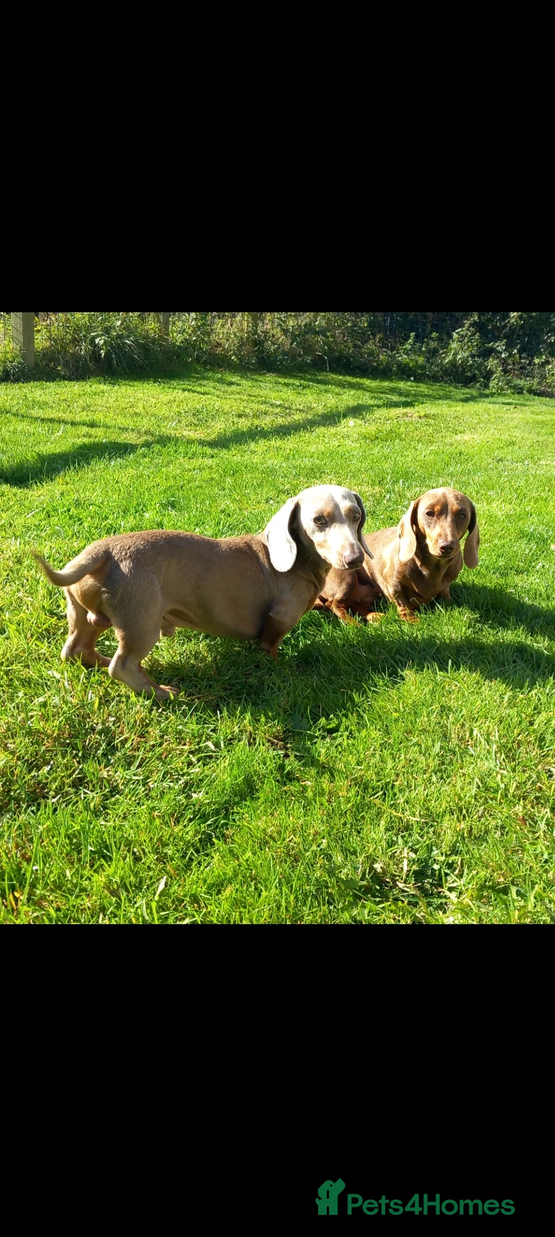 Miniature Dachshund dogs for stud: Issabella and tan  - Advert 2