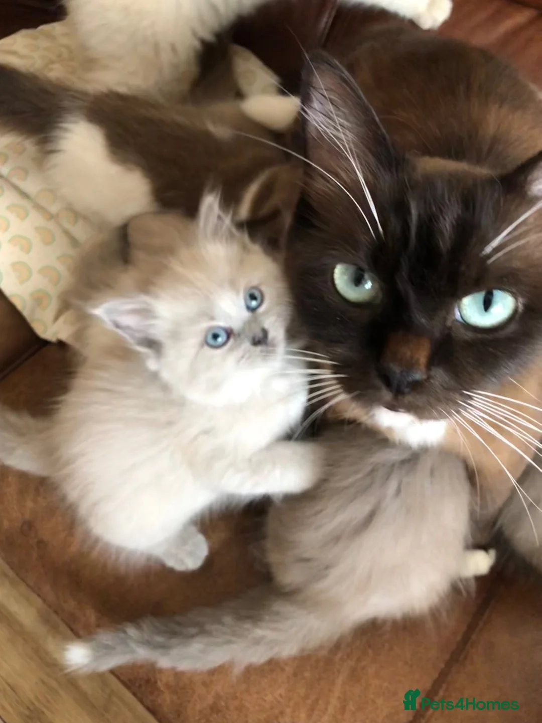 Ragdoll cats for sale: Lilac mink mitted Ragdoll - Advert 2