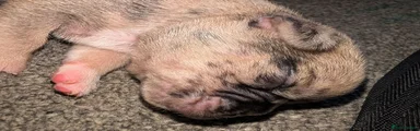 Frug 5