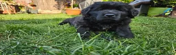 Newfoundland dogs for sale: Beautiful Newfoundland puppies  - Advert 28