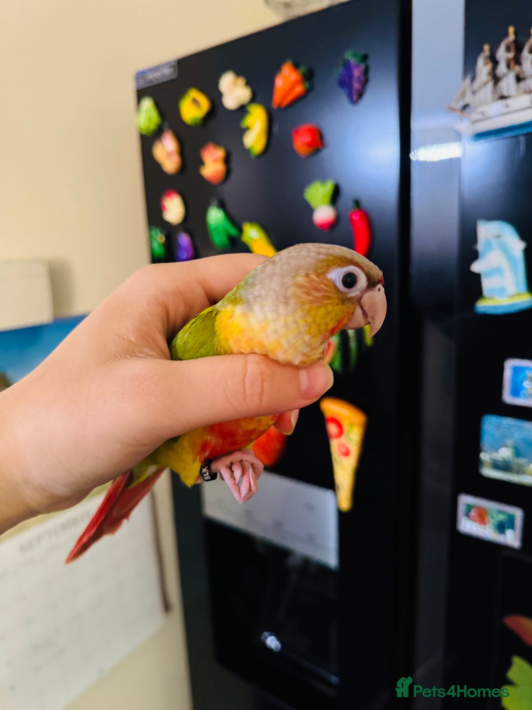 Conures birds for sale: Extremely Tame Sweet Baby Conure - Image 6