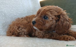 Cavapoo dogs for sale: Red F1 cavapoos Suoerb with full DNA tests - Image 4