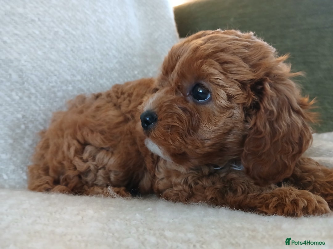 Cavapoo dogs for sale: Red F1 cavapoos Suoerb with full DNA tests - Image 4