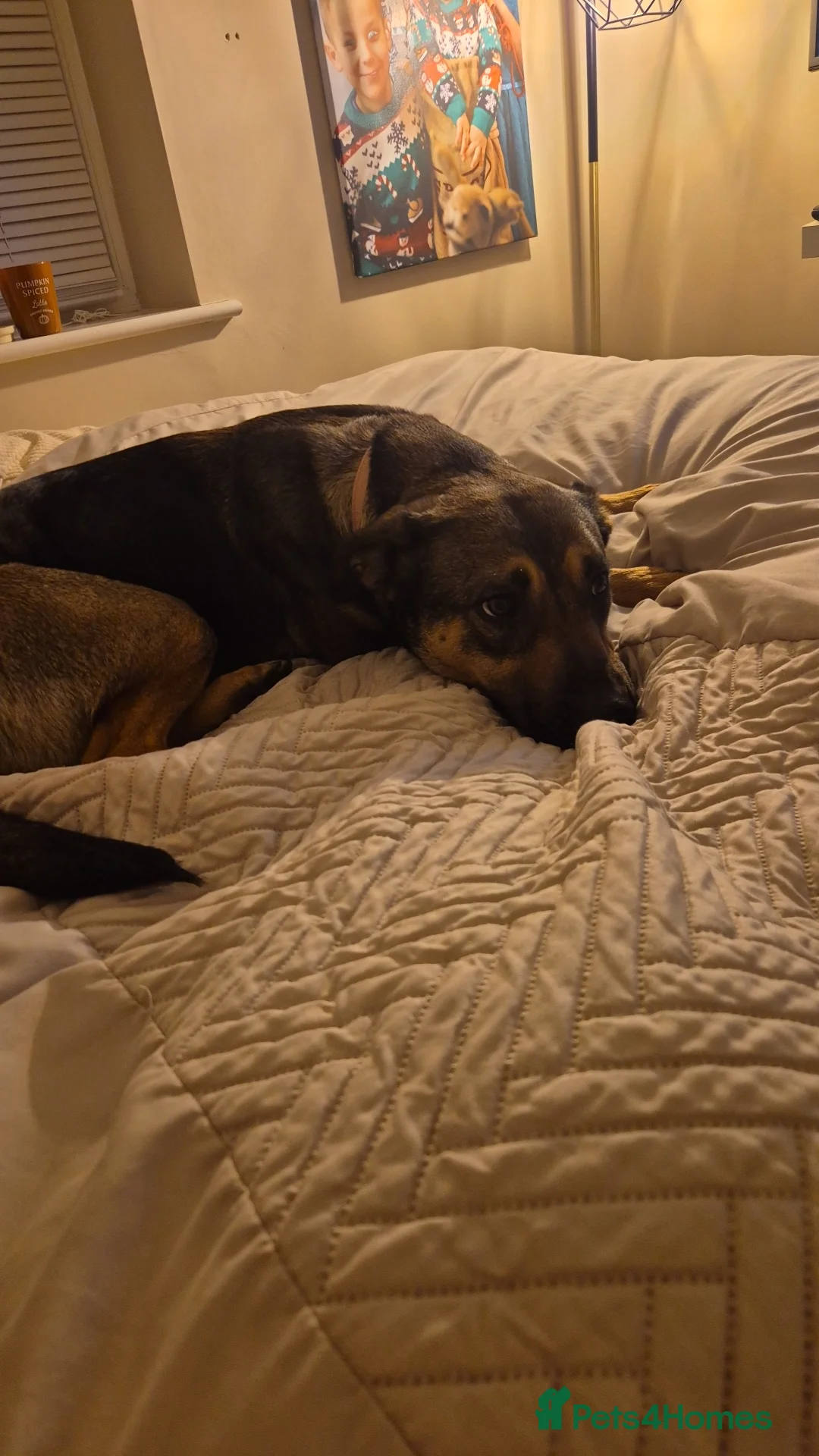 Mixed Breed dogs for sale: Belgium shepherd dog  - Advert 3