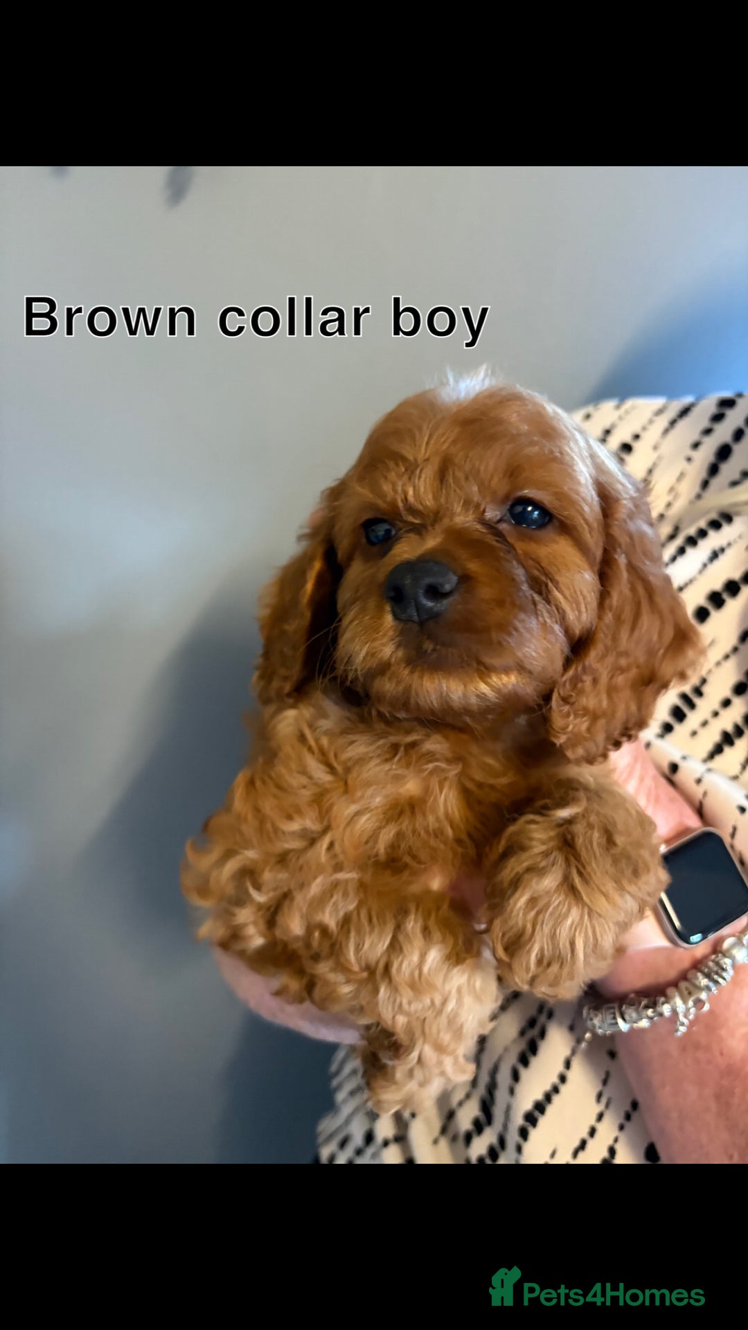 Cockapoo dogs for sale: Red F1 toy cockapoo puppies - Image 5