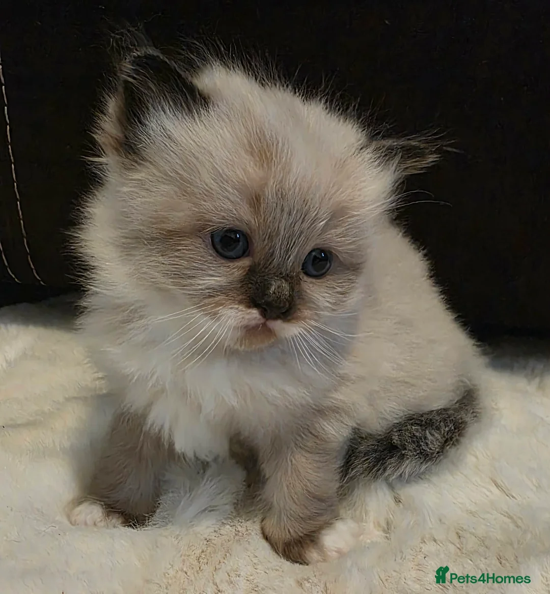 Ragdoll cats for sale: Gorgeous boys looking for new home!! - Advert 2