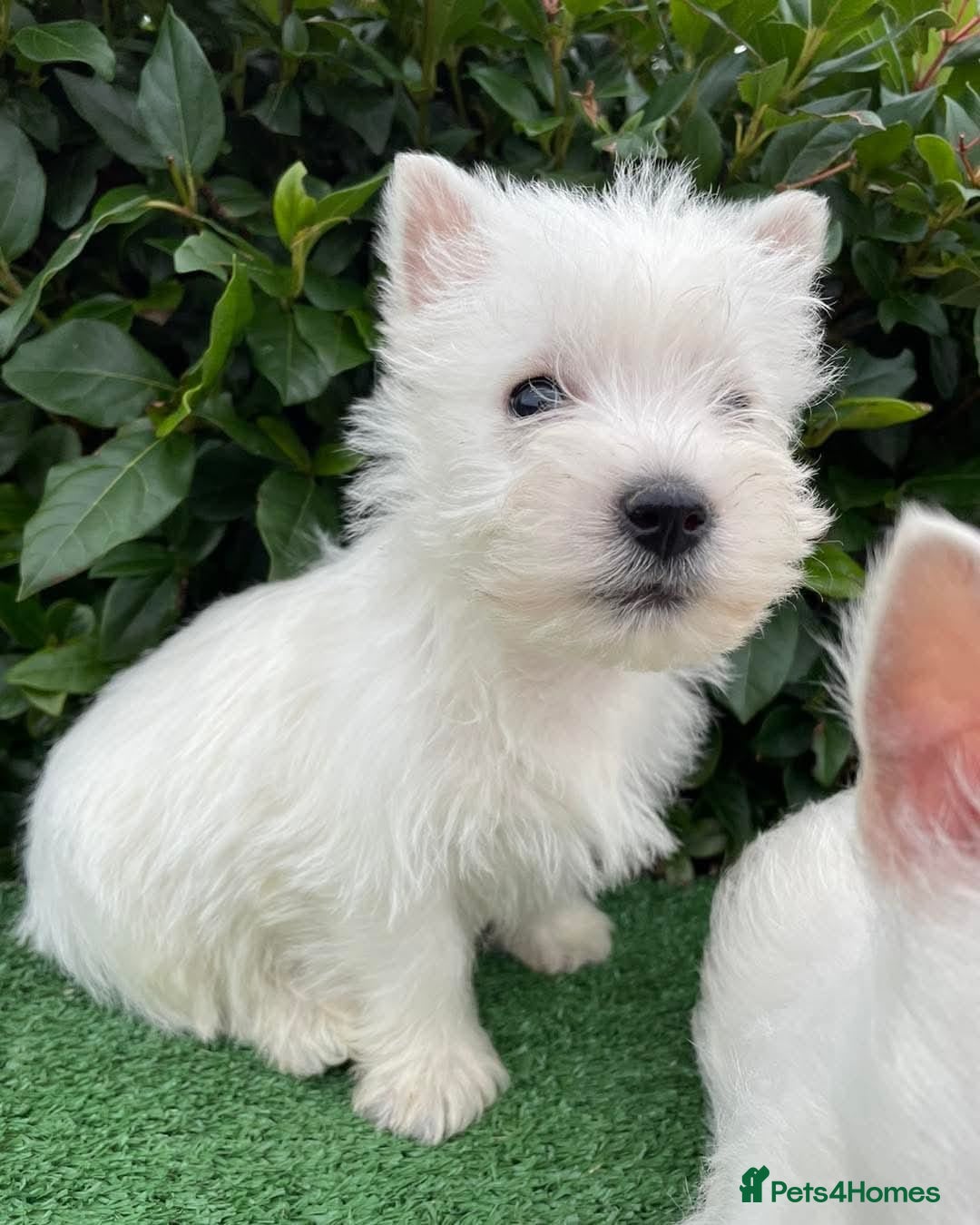 West Highland Terrier dogs for sale: Stunning West Highland puppies - Image 2