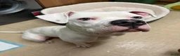 American Bulldog dogs for sale: Dina (American Bulldog) - Advert 4