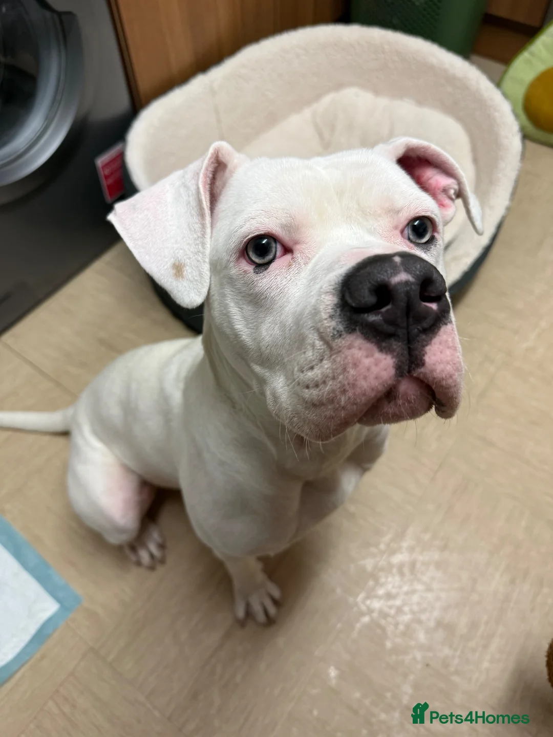 American Bulldog dogs for sale: Dina (American Bulldog) - Advert 4