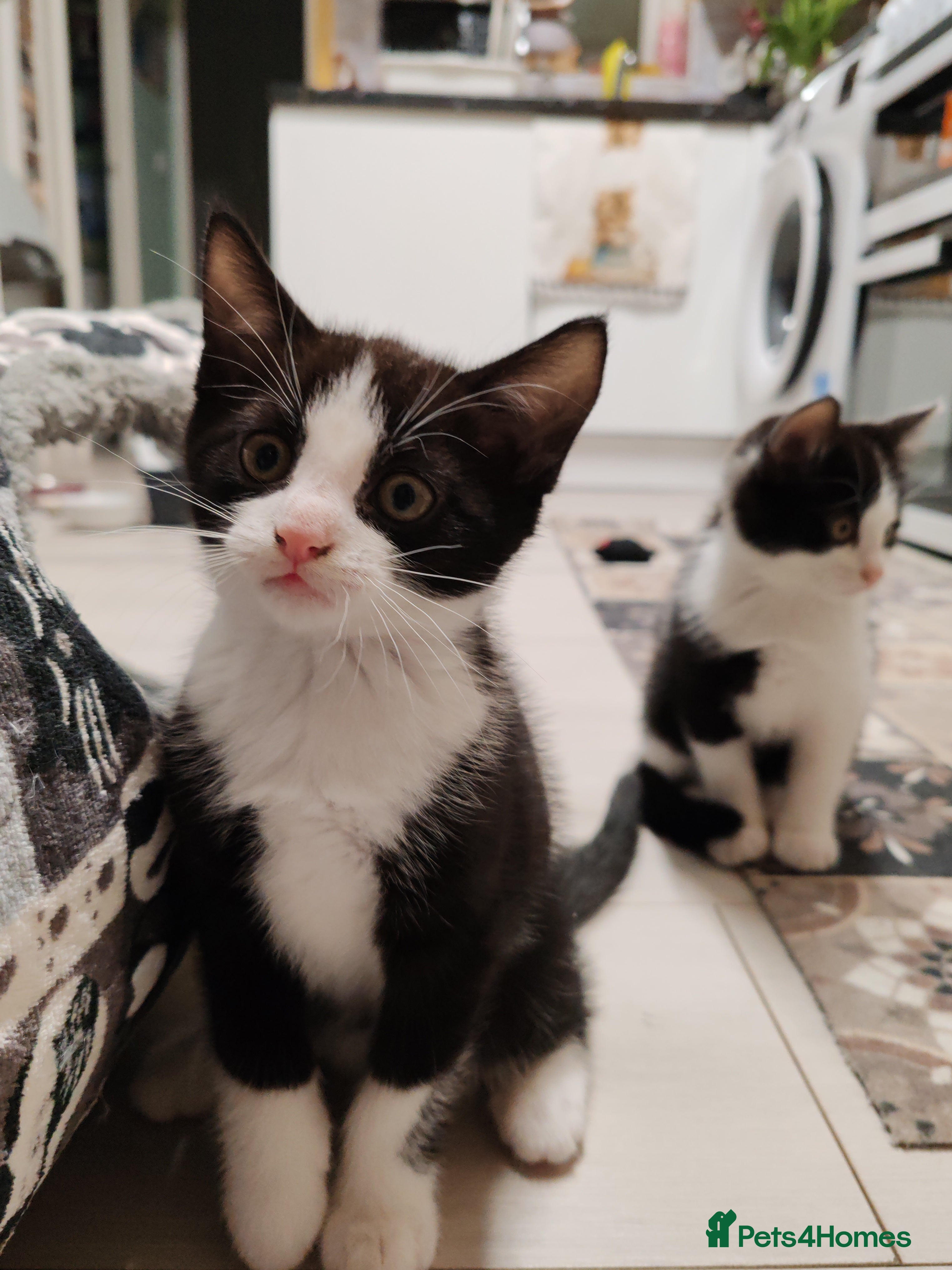 Mixed Breed cats Loving kittens are looking for a new home - Advert 6