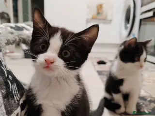 Mixed Breed cats Loving kittens are looking for a new home - Advert 6