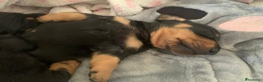 Miniature Dachshund Puppy 2 boy