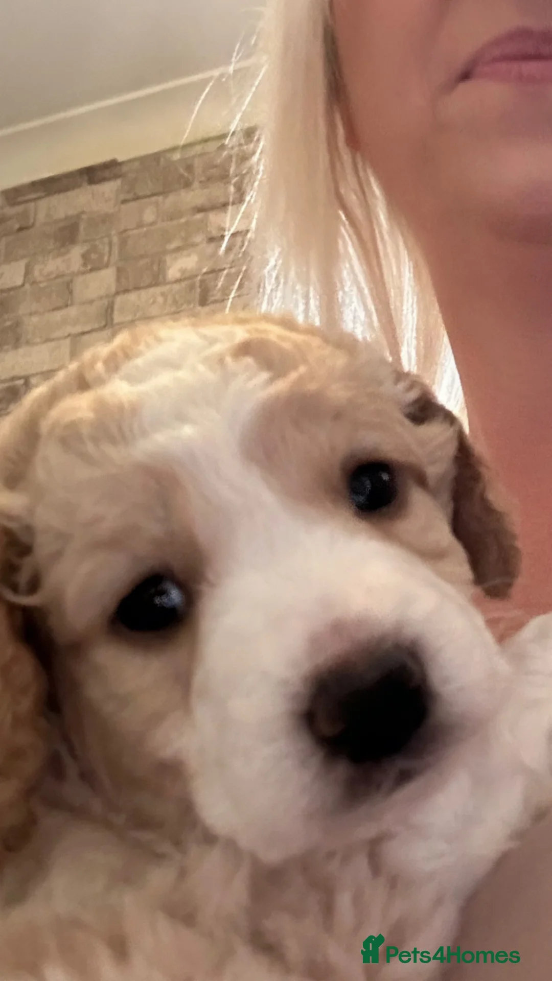 Cockapoo dogs for stud: F1 Cockapoo for stud only - Proven in Bolton - Advert 9