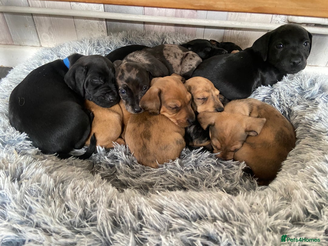 Mixed Breed dogs for sale: Dachshund cross Patterdale - Image 1