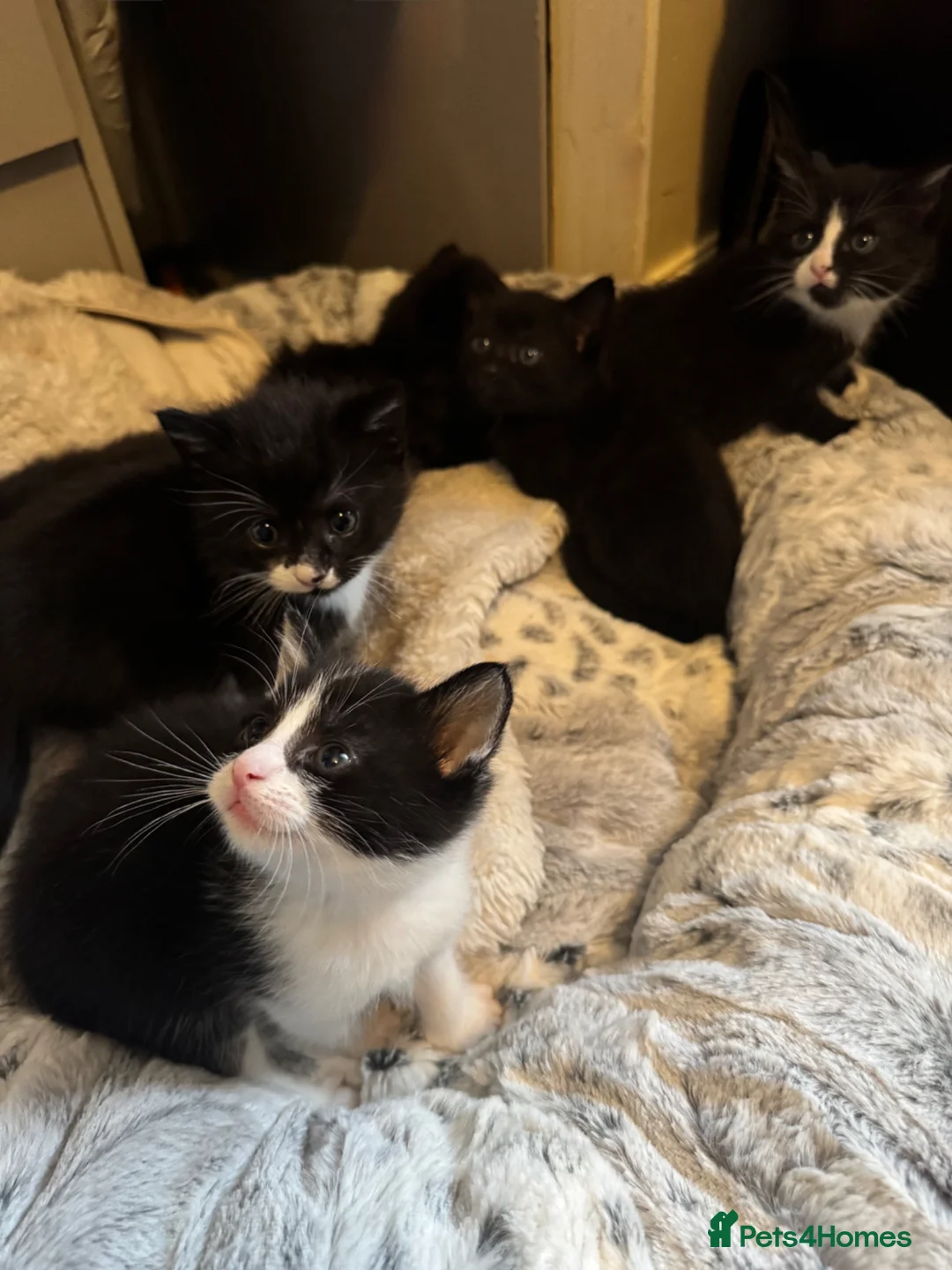 American Shorthair cats for sale: Cuddly Kittens ready for there forever home - Advert 2