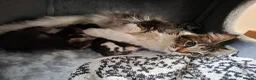 Maine Coon cats for sale: Maine Coon Kittens for Sale - Advert 32