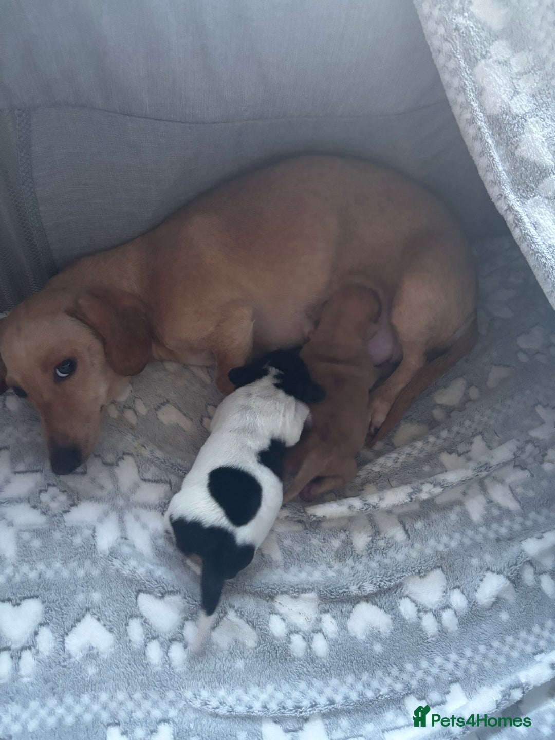 Miniature Dachshund dogs for sale: Mini baby dachshunds  - Advert 8