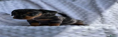 Miniature Dachshund Puppy 1