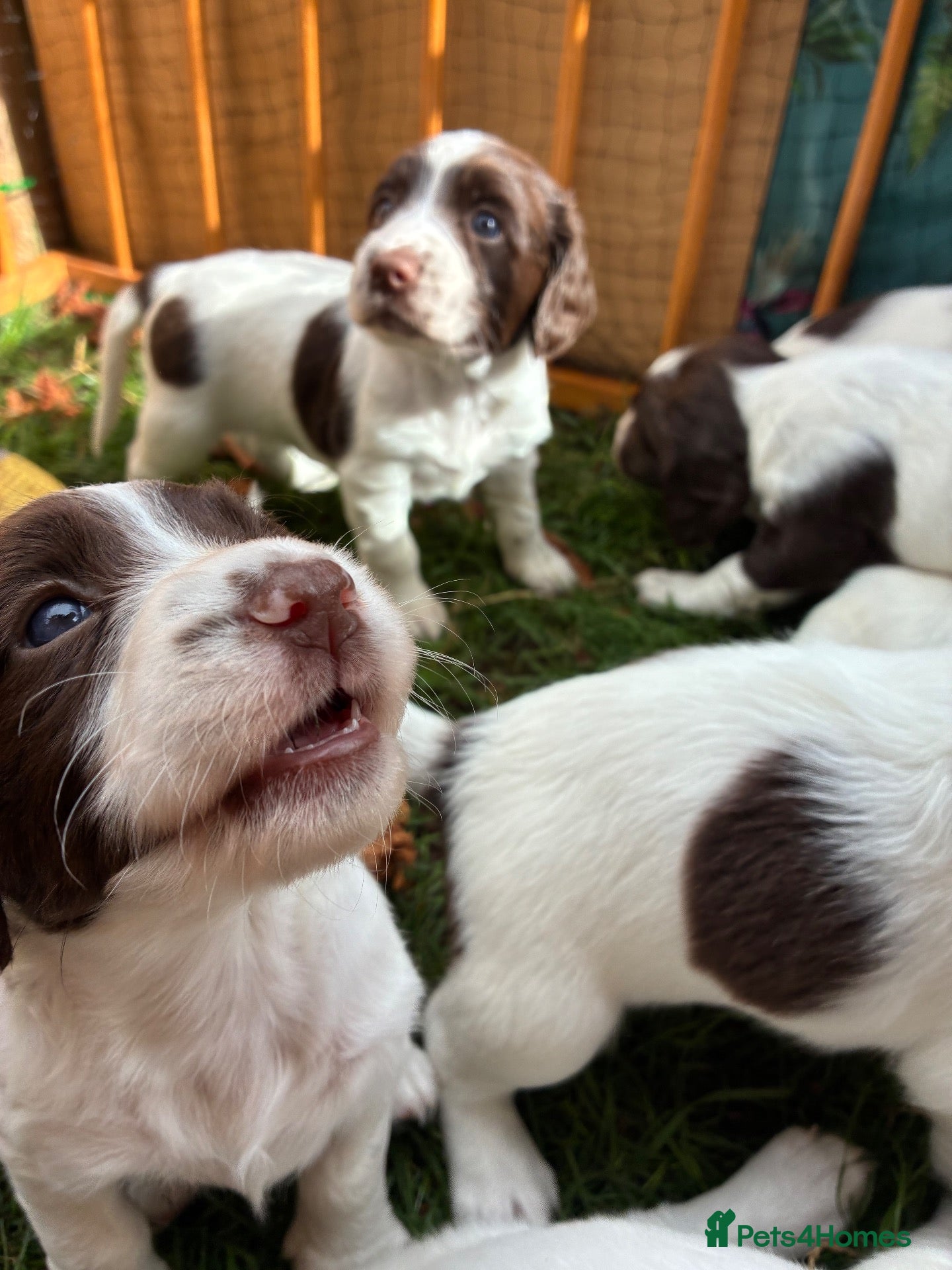English Springer Spaniel dogs Willows pups - Advert 2