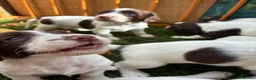 English Springer Spaniel dogs for sale: Willows pups. One girl remaining  - Advert 10