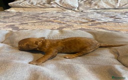 Cockapoo dogs for sale: Beautiful puppies in time for  ** ! 🐶 🥰  **   - Image 24