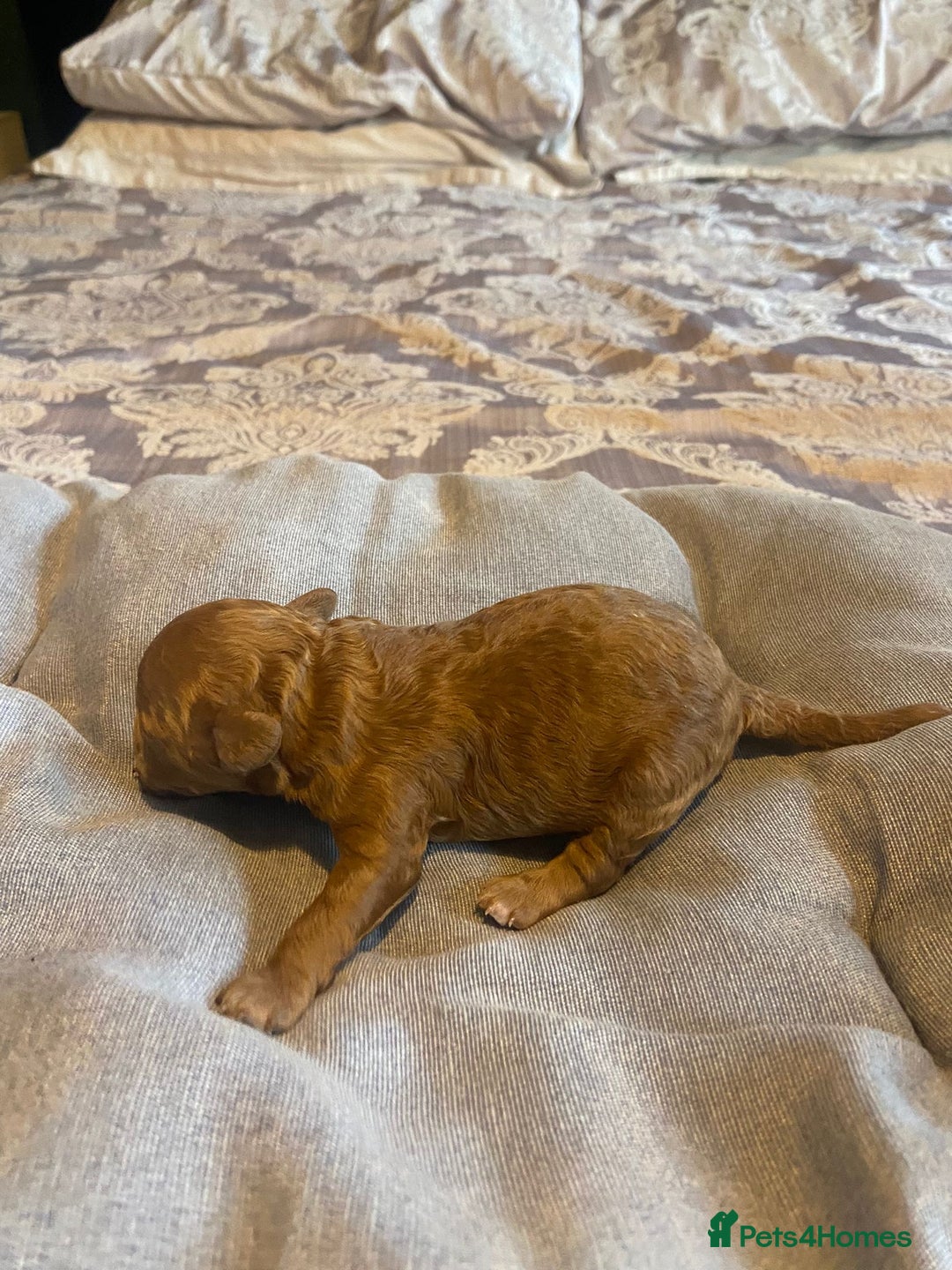 Cockapoo dogs for sale: Beautiful puppies in time for  ** ! 🐶 🥰  **   - Image 24