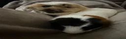 Guinea Pig rodents for sale: guinea pigs  in Luton - Advert 2