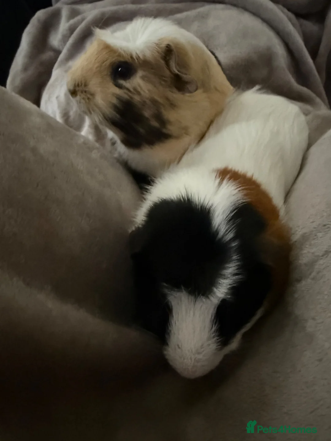 Guinea Pig rodents for sale: guinea pigs  in Luton - Advert 2
