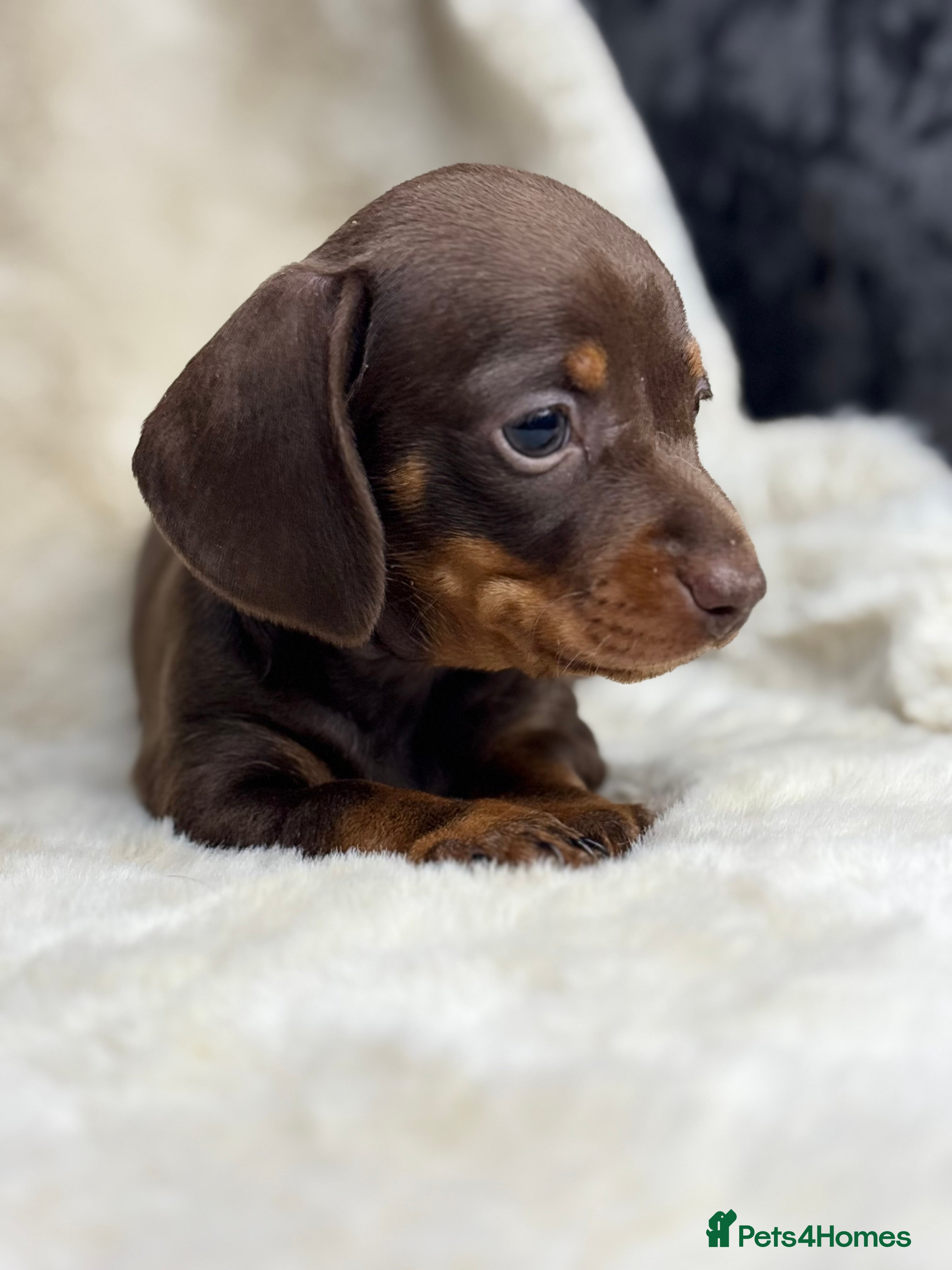 Miniature Dachshund dogs Quality health tested mini smooth dachshund pups  - Advert 7