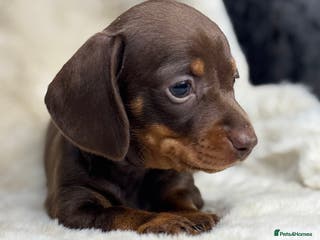 Miniature Dachshund dogs Quality health tested mini smooth dachshund pups - Advert 7