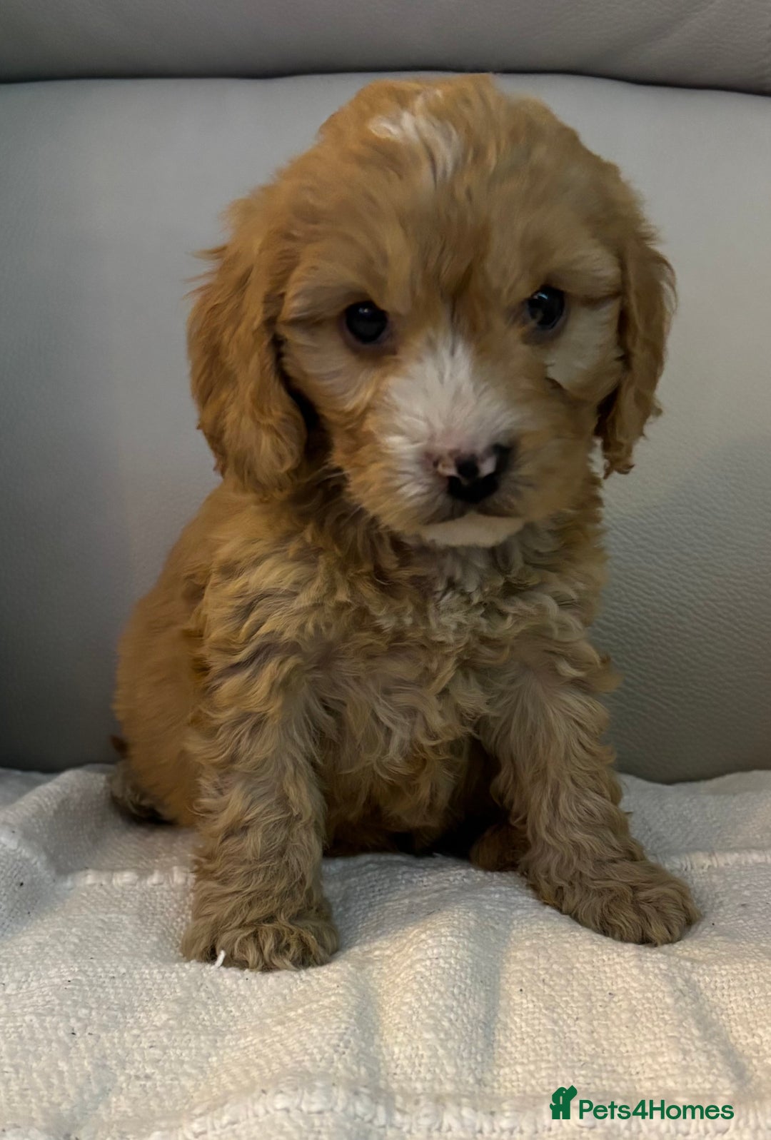 Cockapoo dogs for sale: 🐶🐶 cockerpoo puppies 🐶🐶 - Advert 11