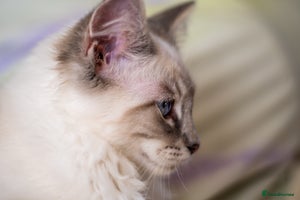 Ragdoll cats - Advert 12