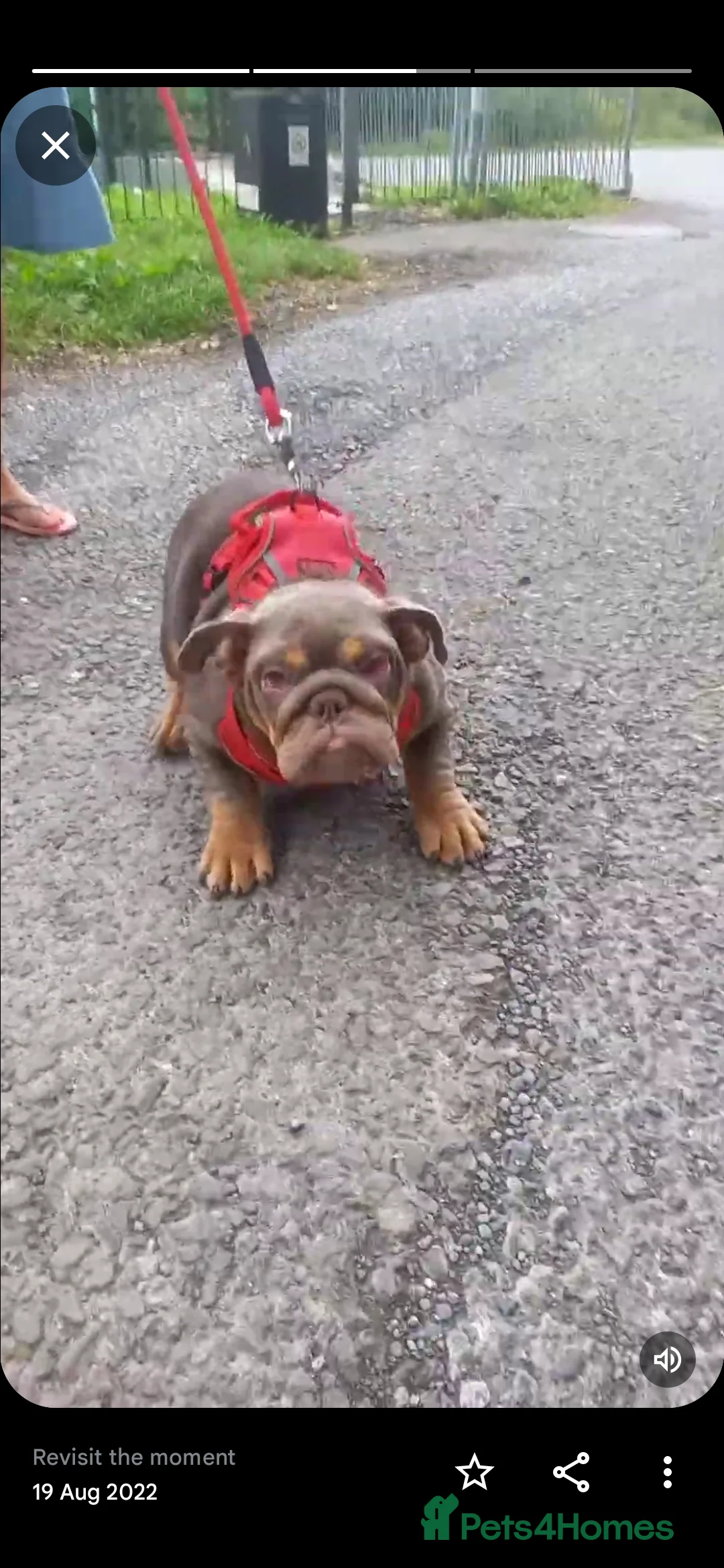 English Bulldog dogs for sale: Bulldog puppies  - Advert 13