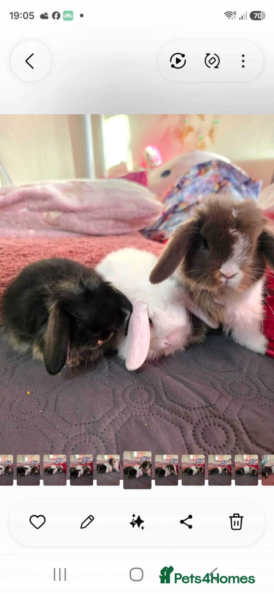 Mini Lop rabbits for sale: Circle of life Bunnies - Advert 19