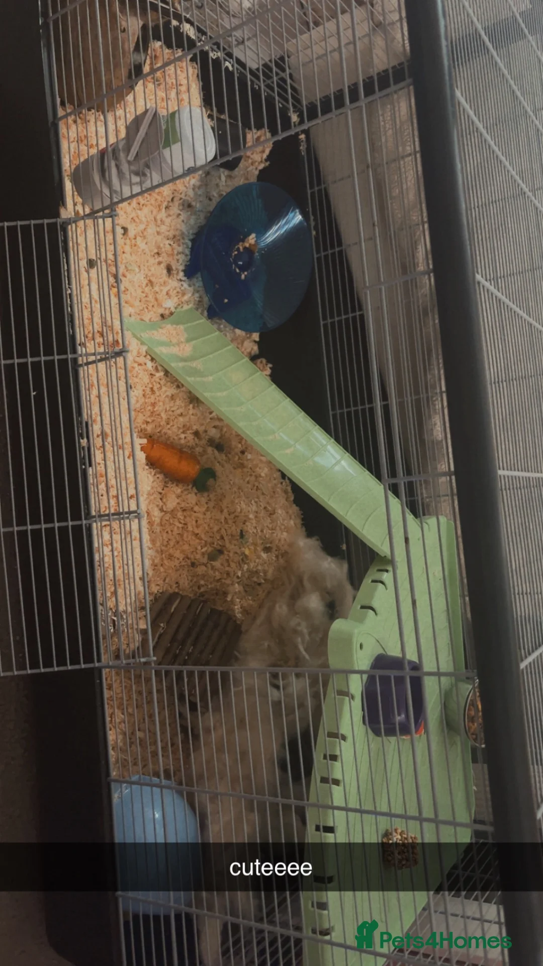 Hamster rodents for sale: hamster boy - Advert 10