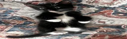 Tibetan cats for sale: Kittens looking for a loving home  - Advert 1