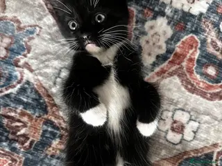 Tibetan cats Kittens looking for a loving home - Advert 3