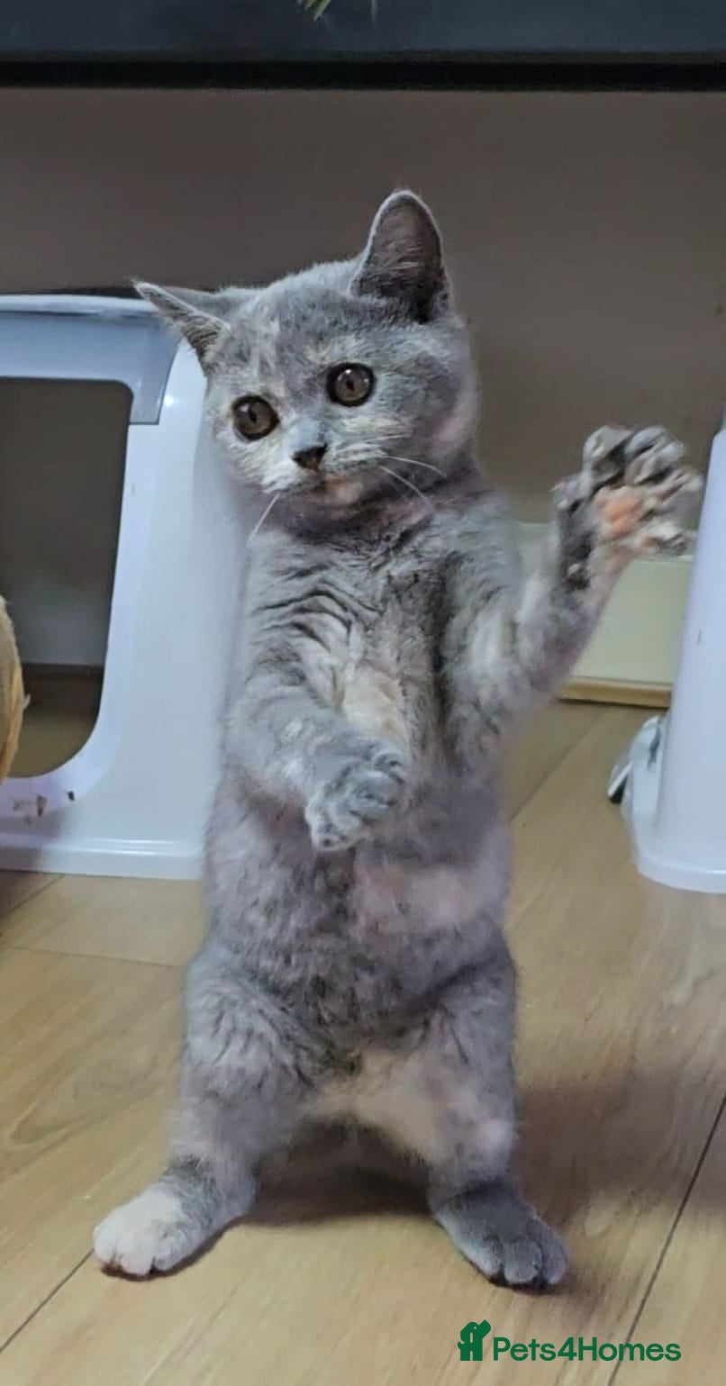 Scottish Fold cats TICA Vaccinated&Ready  toLeave SCOTTISH FOLD  - Advert 2