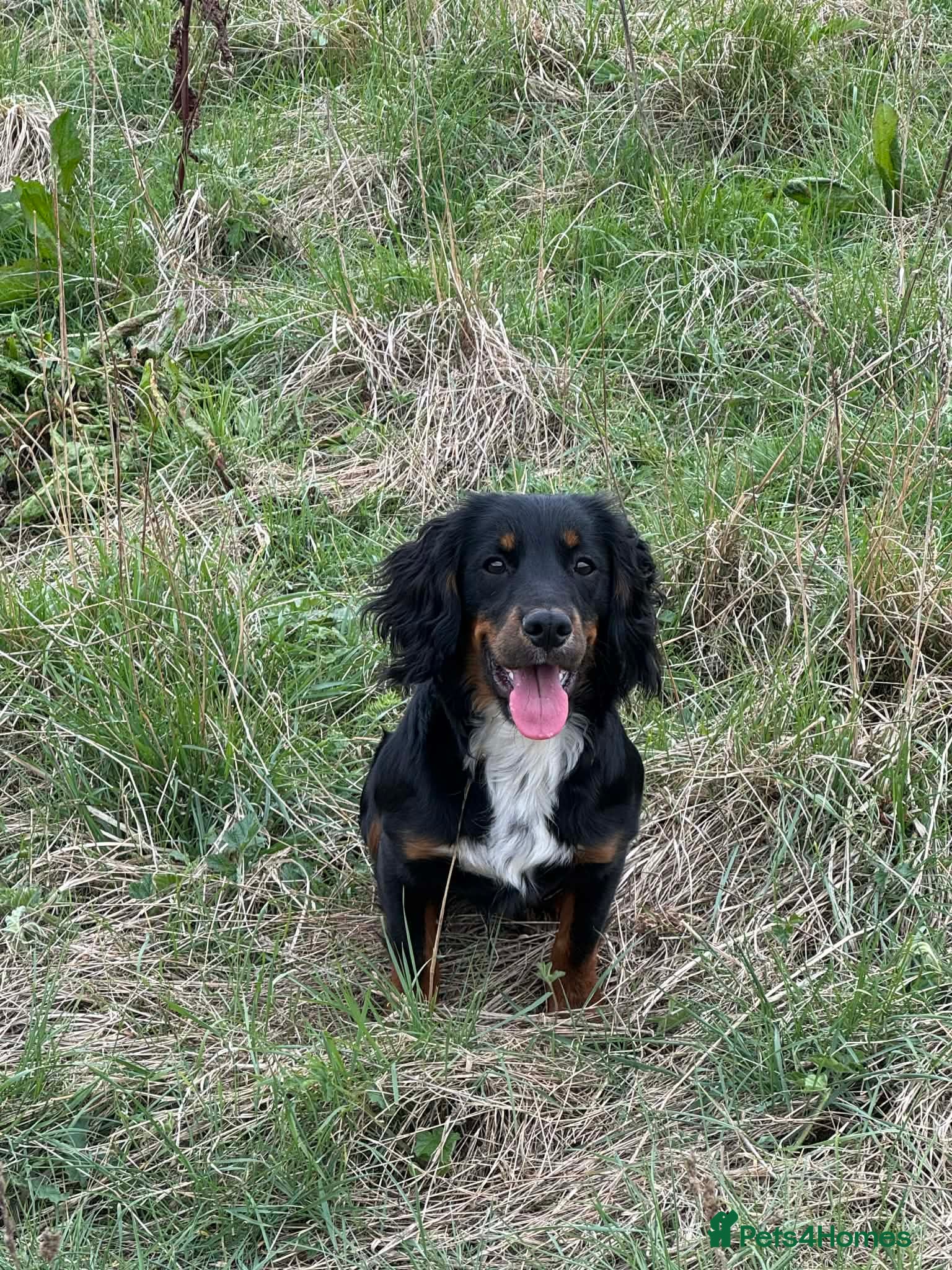 Cocker Spaniel dogs 6month old cocker spaniel pup - Advert 1