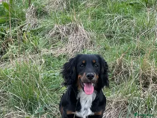 Cocker Spaniel dogs 6month old cocker spaniel pup - Advert 1