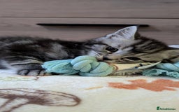 Maine Coon cats for sale: Maine Coon - Image 21