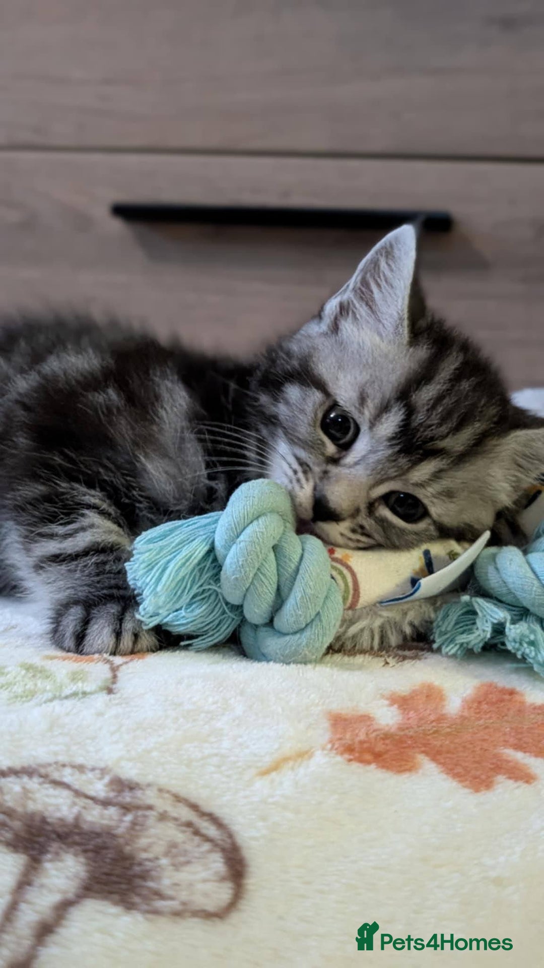 Maine Coon cats for sale: Maine Coon - Image 21