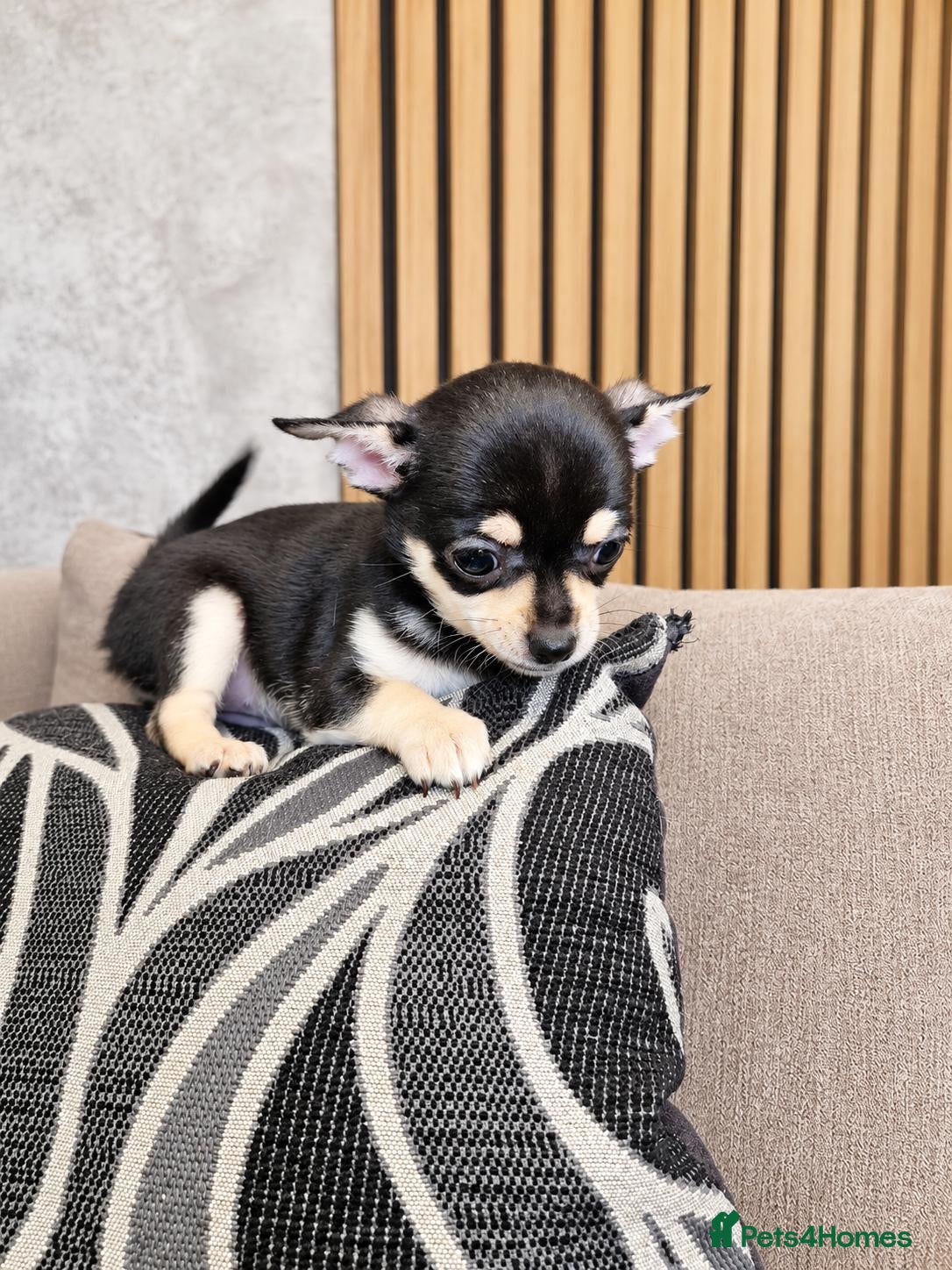 Chihuahua dogs for sale: READY TO GO.Beautiful Purebred Chihuahua Puppies🐾 - Advert 2