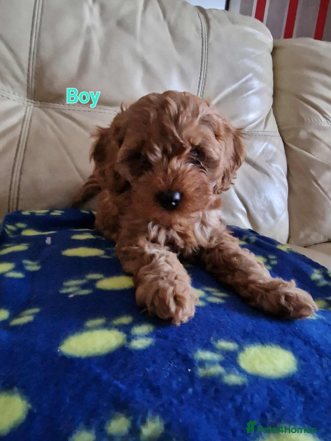 Cavapoo dogs for sale: For sale  - Advert 5