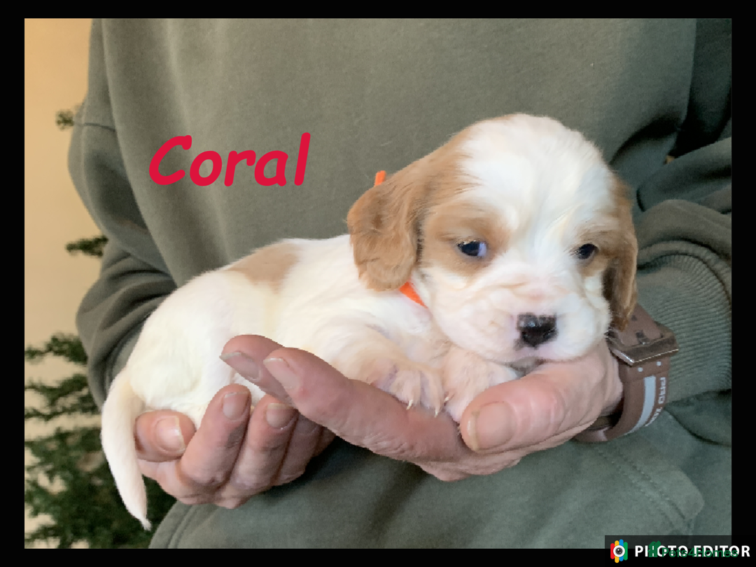 Cockalier dogs for sale: Beautiful Cockalier Pups – Loving Homes Await - Advert 11
