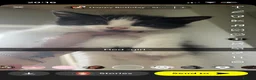 Mixed Breed cats for sale: Mixed litter boys and girls  - Advert 4