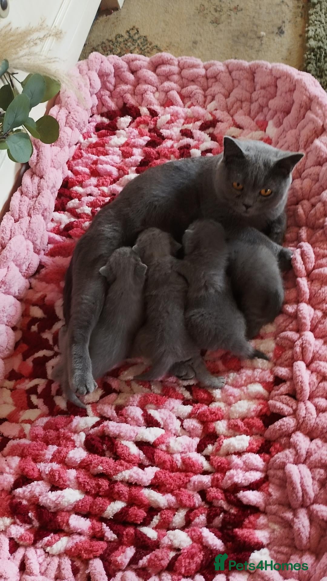 British Shorthair cats BRITISH SHORTHAIR KITTENS - Advert 2