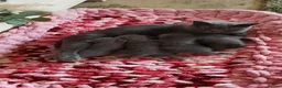 British Shorthair cats for sale: BRITISH SHORTHAIR KITTENS - Advert 1
