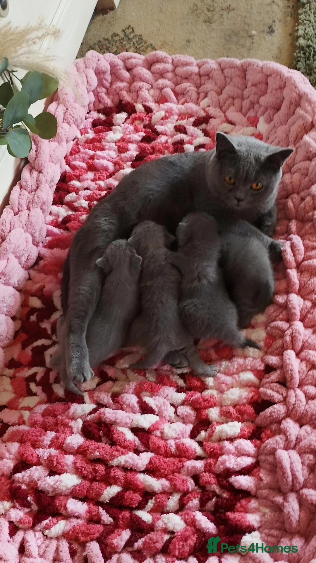 British Shorthair cats for sale: BRITISH SHORTHAIR KITTENS - Advert 1